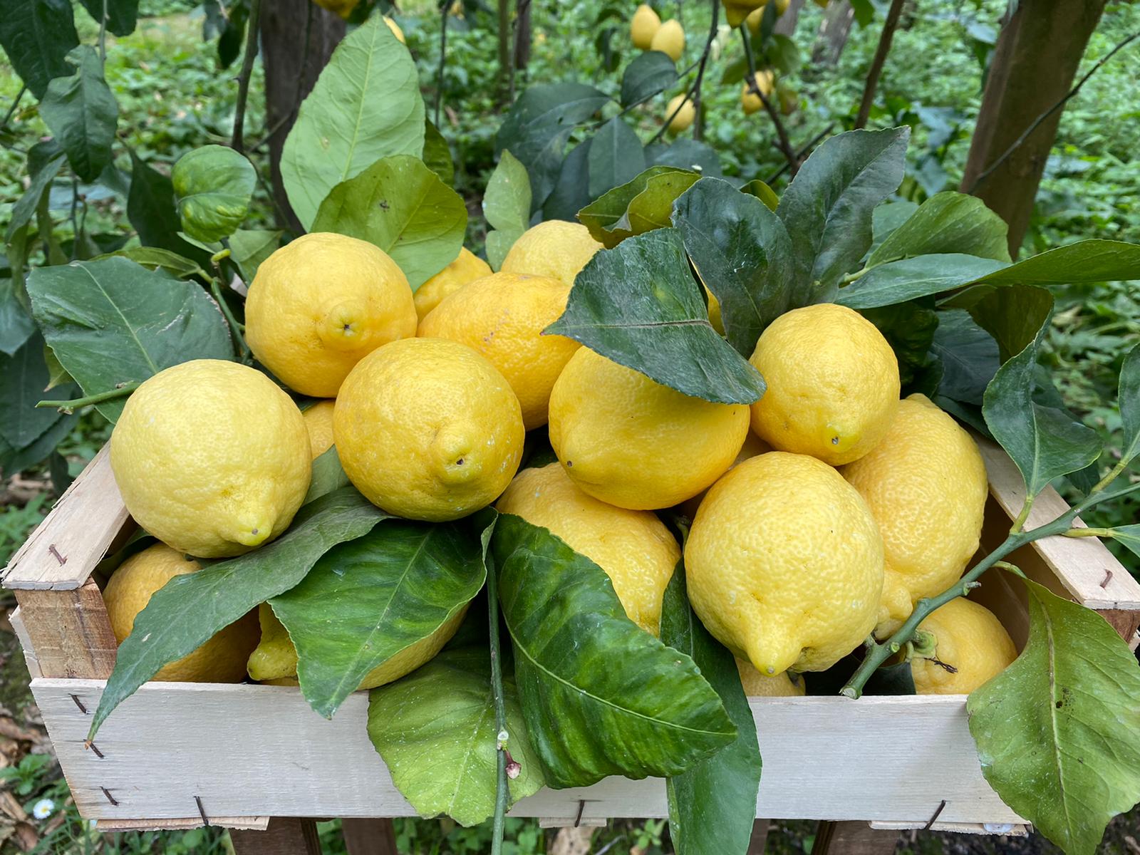 Limoni di Sorrento